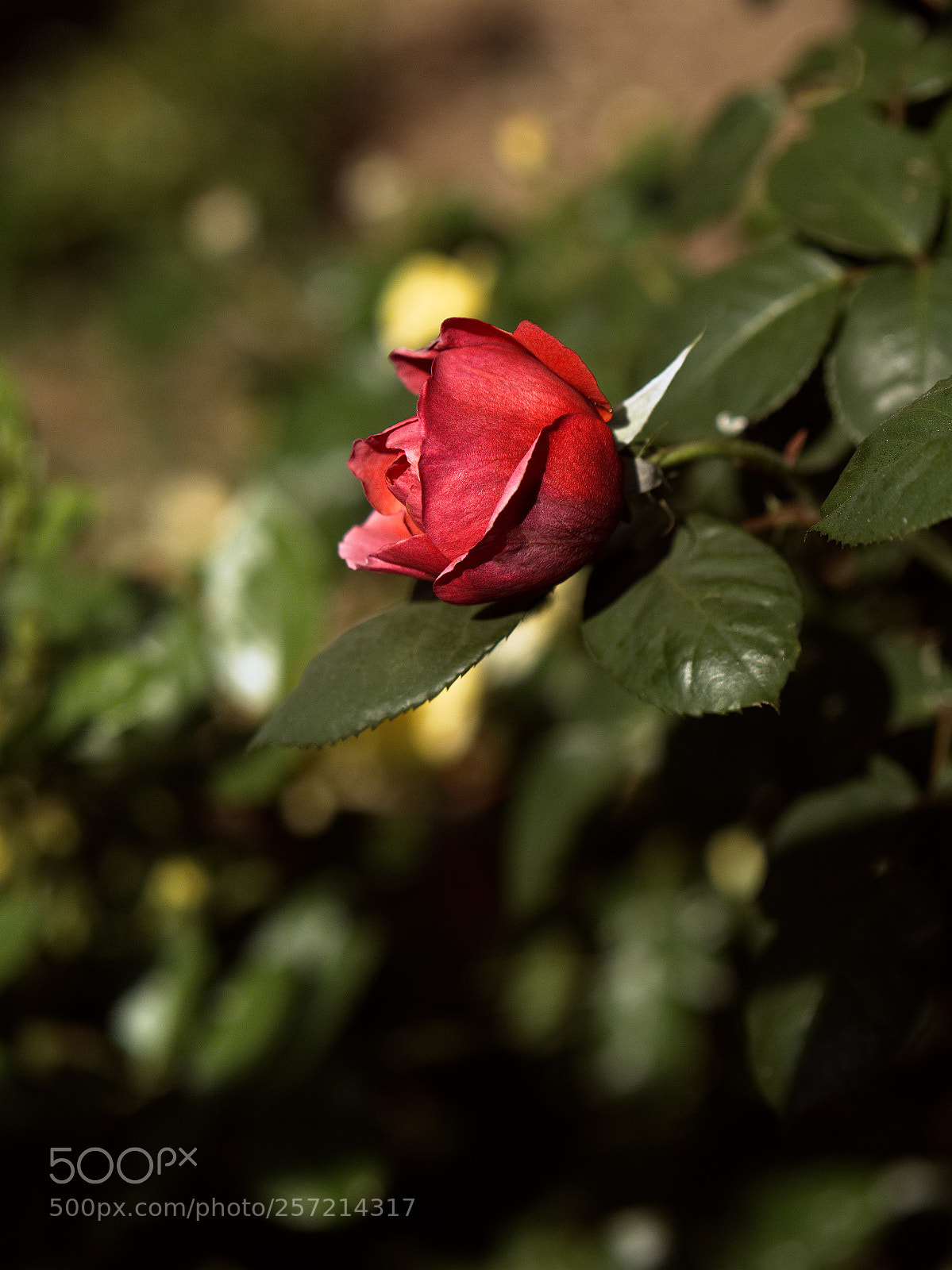 Panasonic Lumix DC-GH5 sample photo. Enfin photography