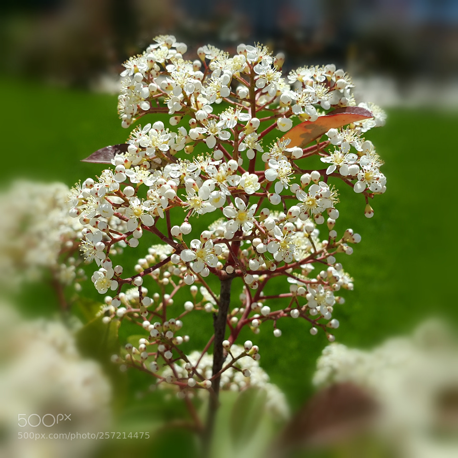 Samsung Galaxy Note4 sample photo. 306 photography