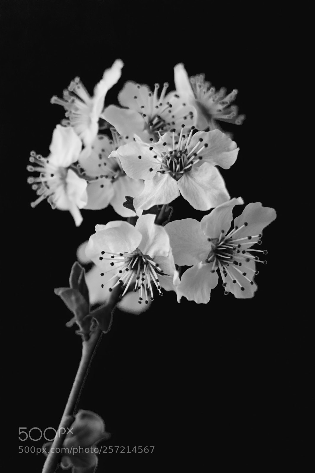 Nikon D3200 sample photo. Blossoms photography