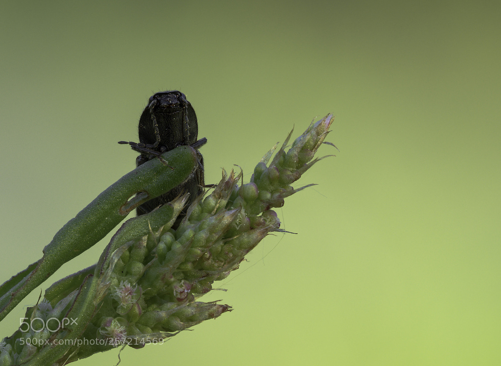 Olympus OM-D E-M1 Mark II sample photo. Elateridae #3 photography