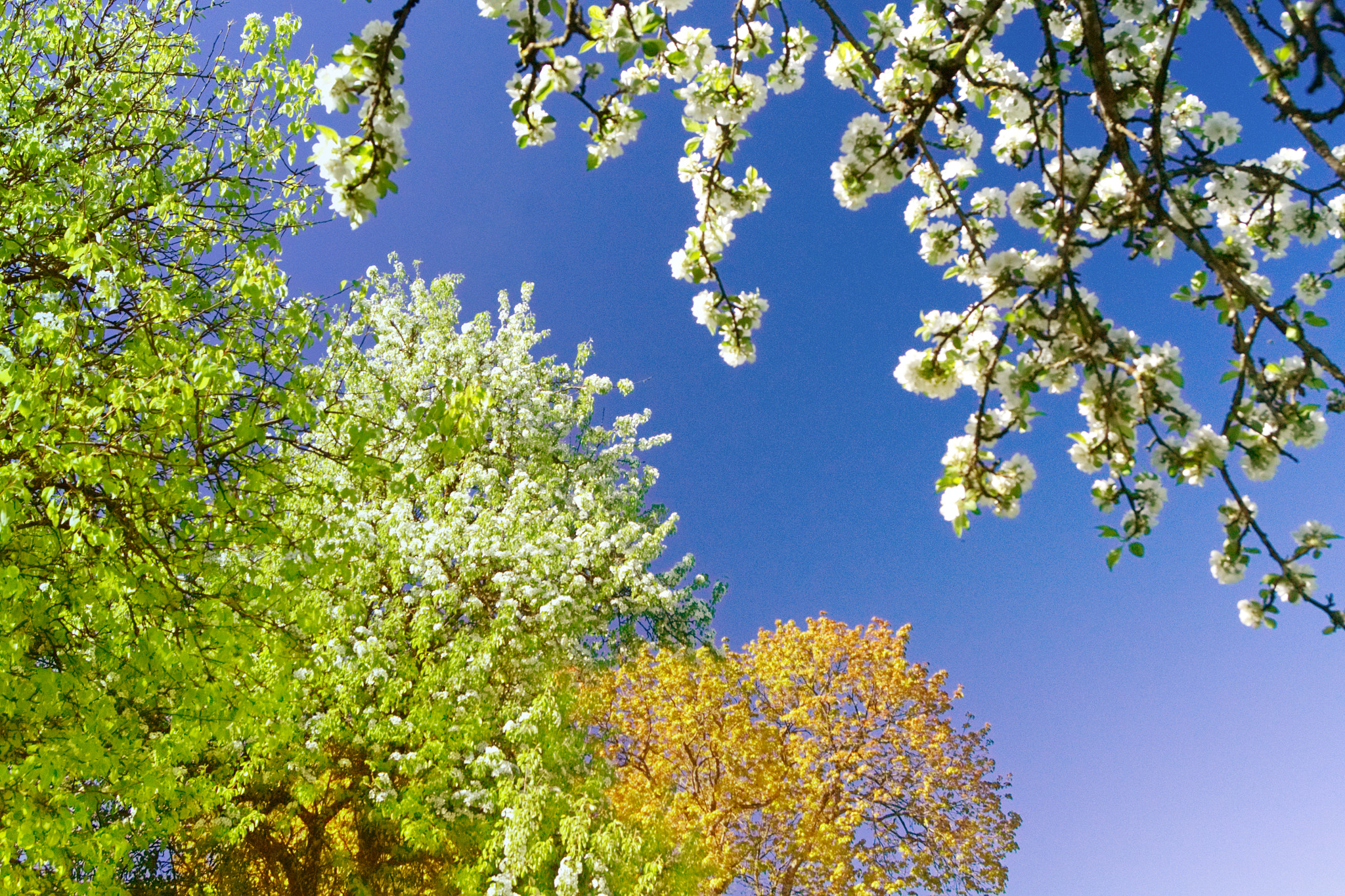Sony Alpha DSLR-A450 sample photo. Beautiful day photography