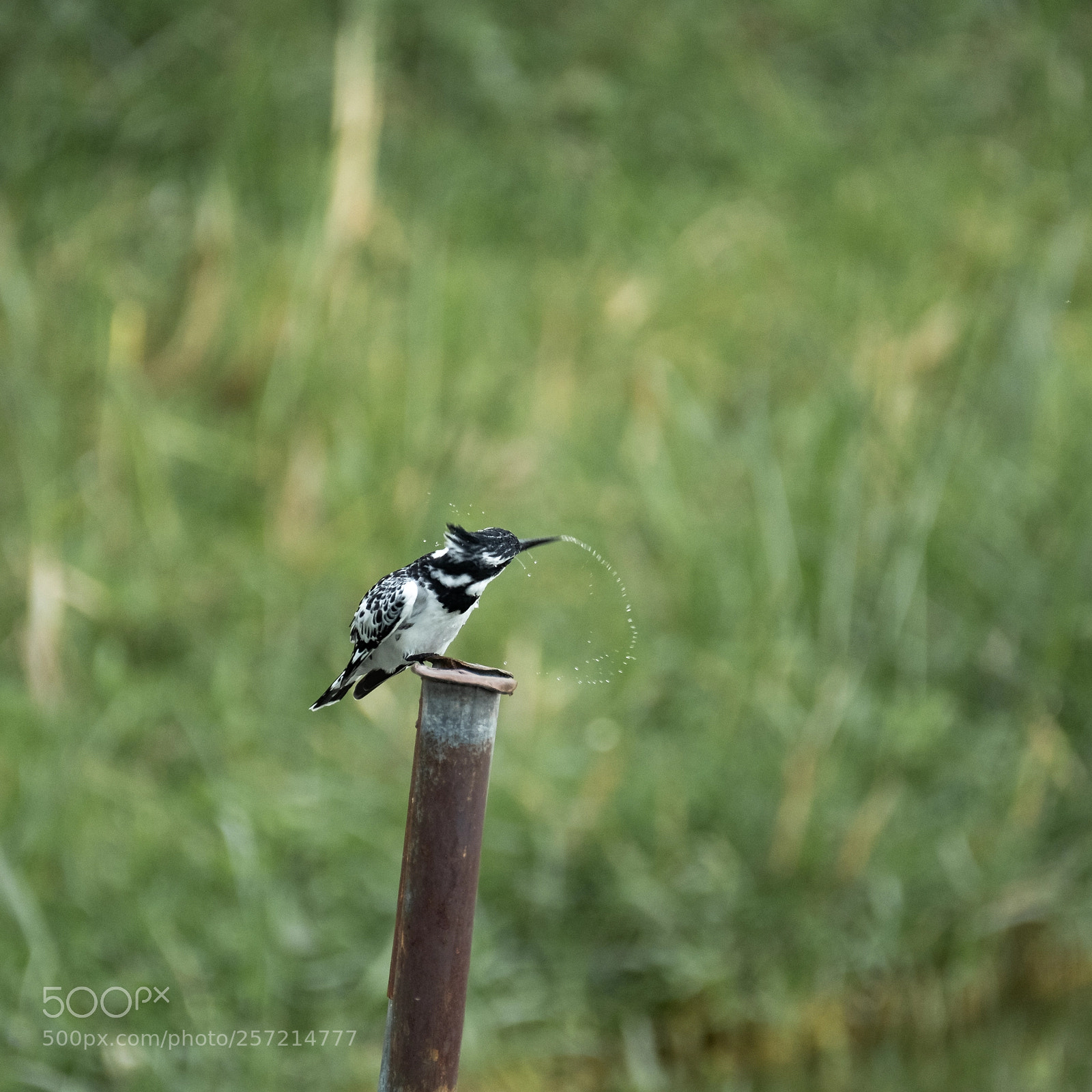 Fujifilm X-T2 sample photo. Spitting kingfisher photography