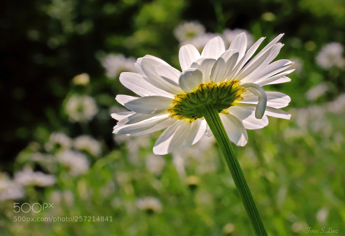 Canon EOS 650D (EOS Rebel T4i / EOS Kiss X6i) sample photo. In the summer meadow photography
