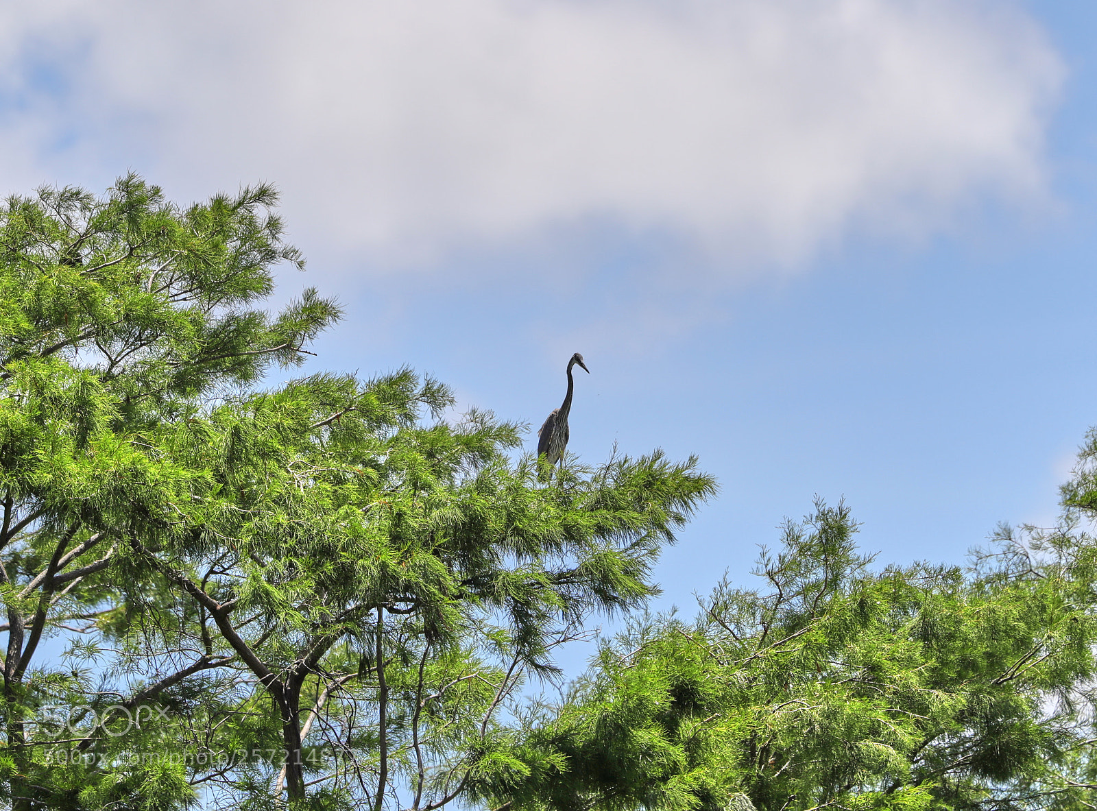 Canon EOS-1D X Mark II sample photo. 05-09-18-0016897.jpg photography
