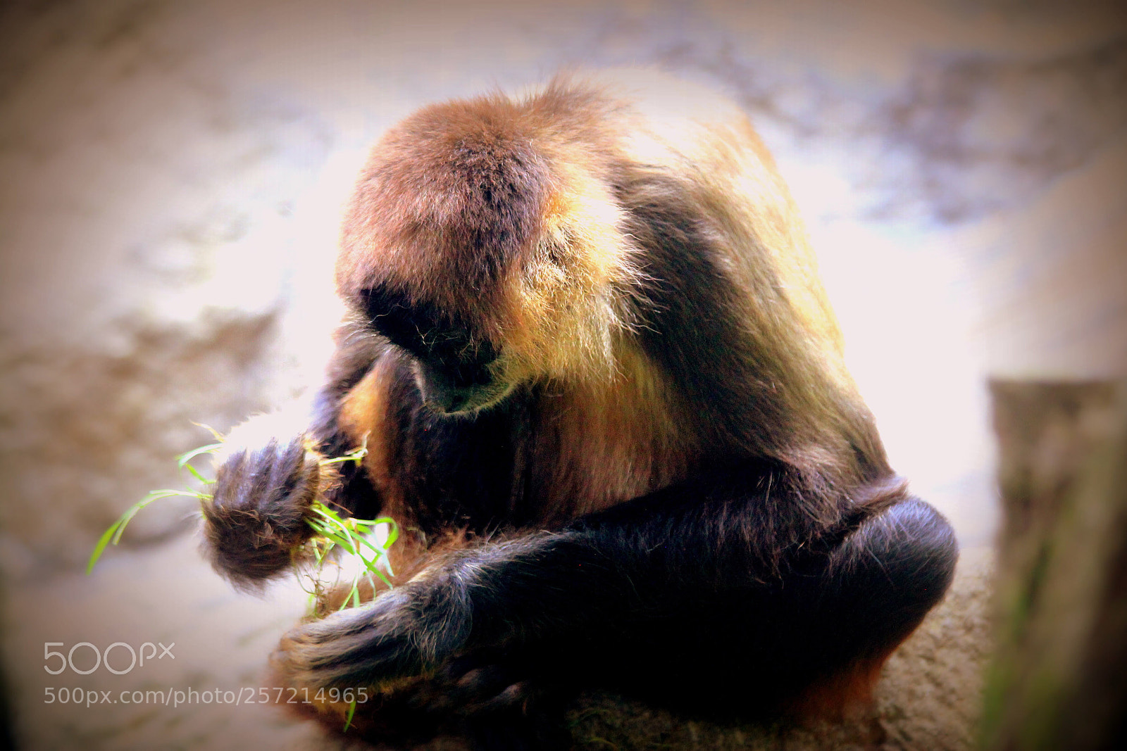 Canon EOS 600D (Rebel EOS T3i / EOS Kiss X5) sample photo. Monkey  photography