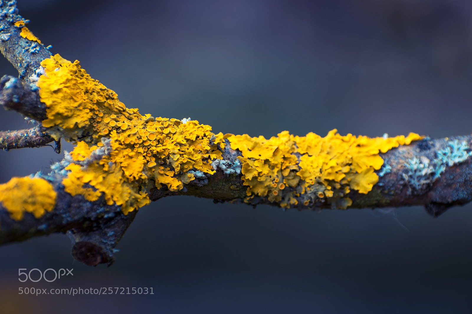 Nikon D5300 sample photo. Lichens on a branch photography