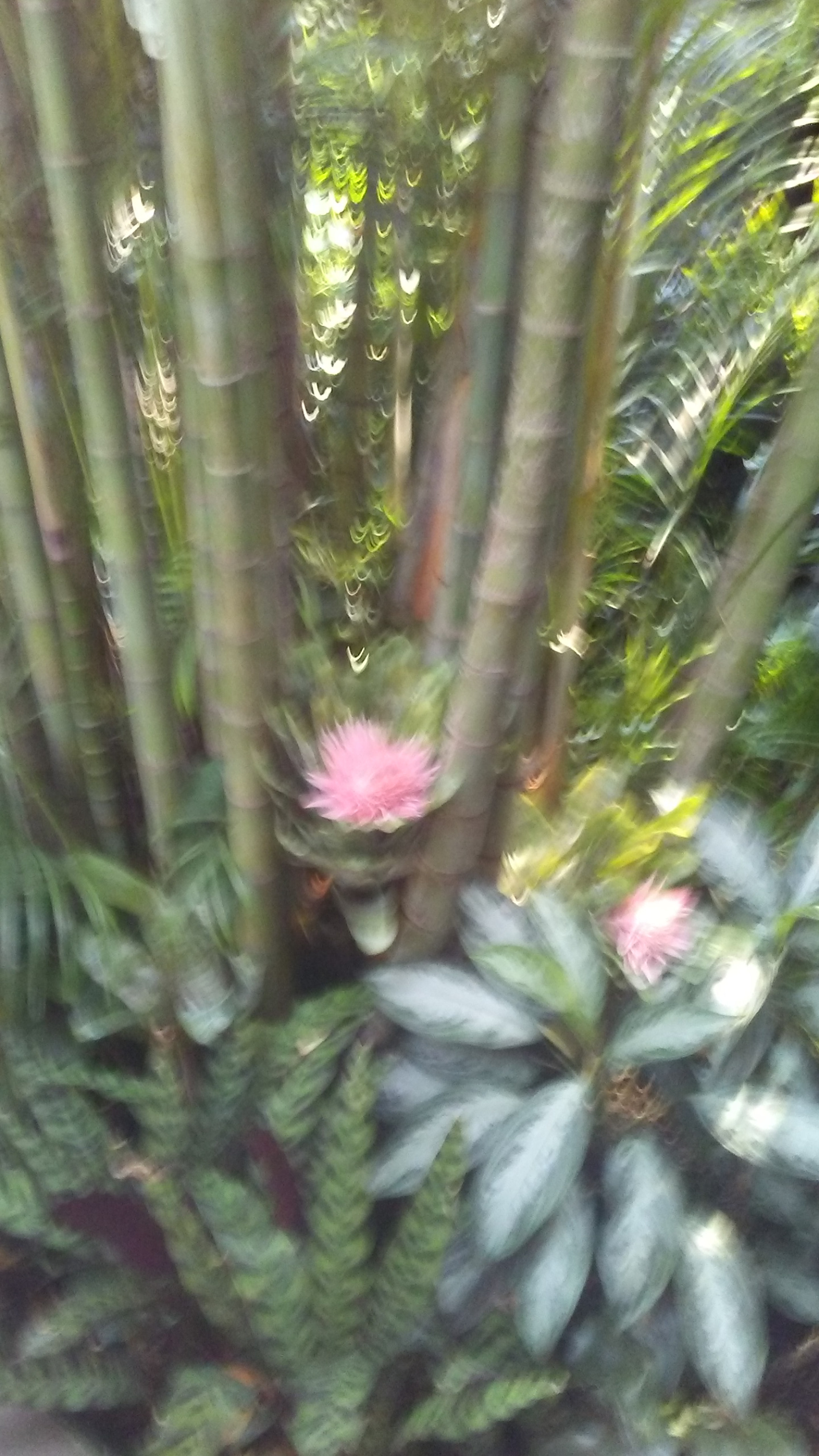LG TREASURE sample photo. Flower photography