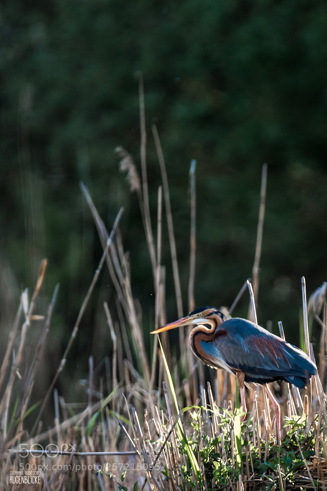 Nikon D750 sample photo. Ardea purpurea i photography