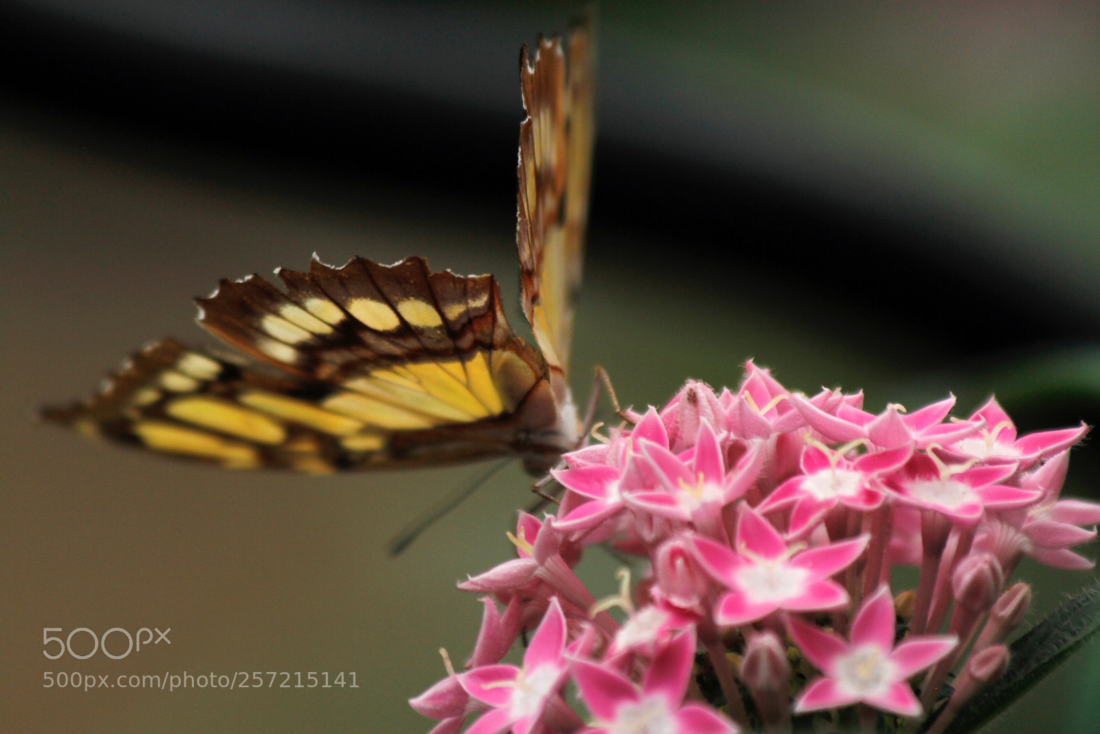 Canon EOS 600D (Rebel EOS T3i / EOS Kiss X5) sample photo. Butterfly and flower photography
