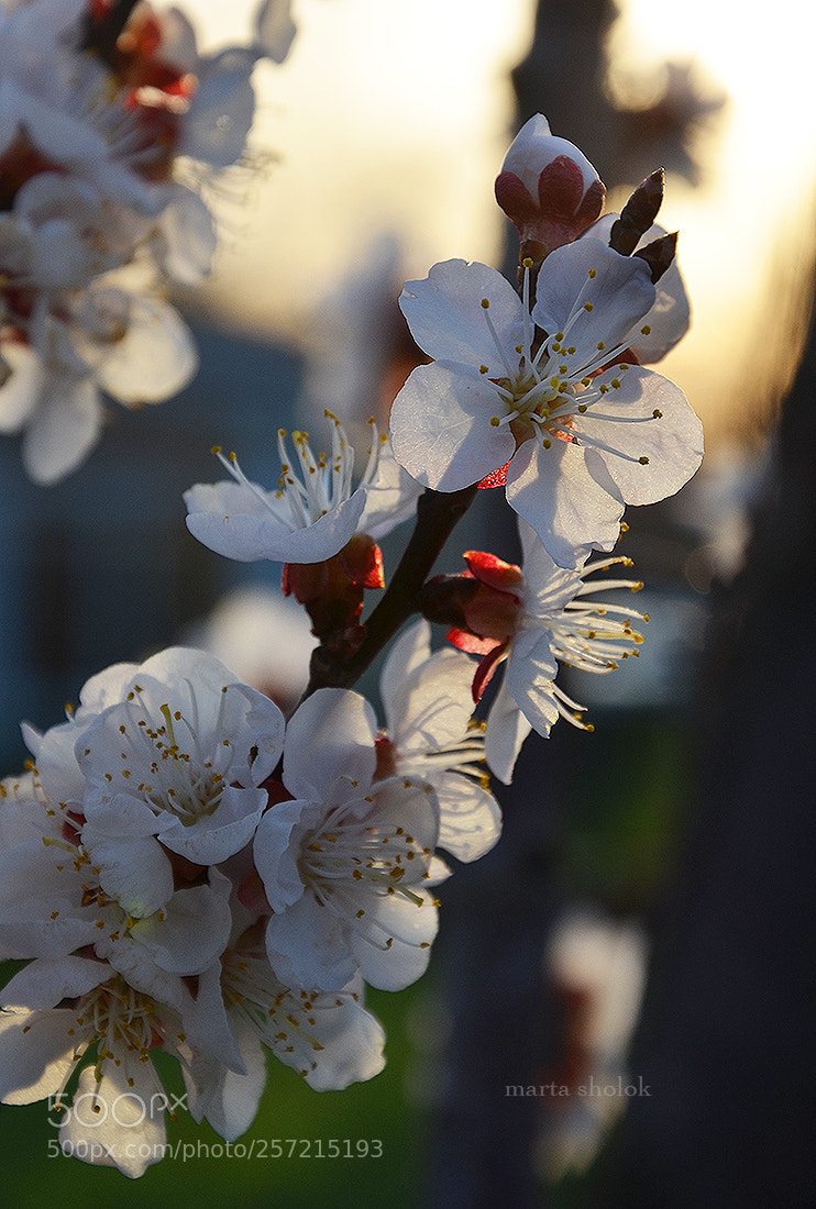 Nikon D7000 sample photo. Apricot blossom photography