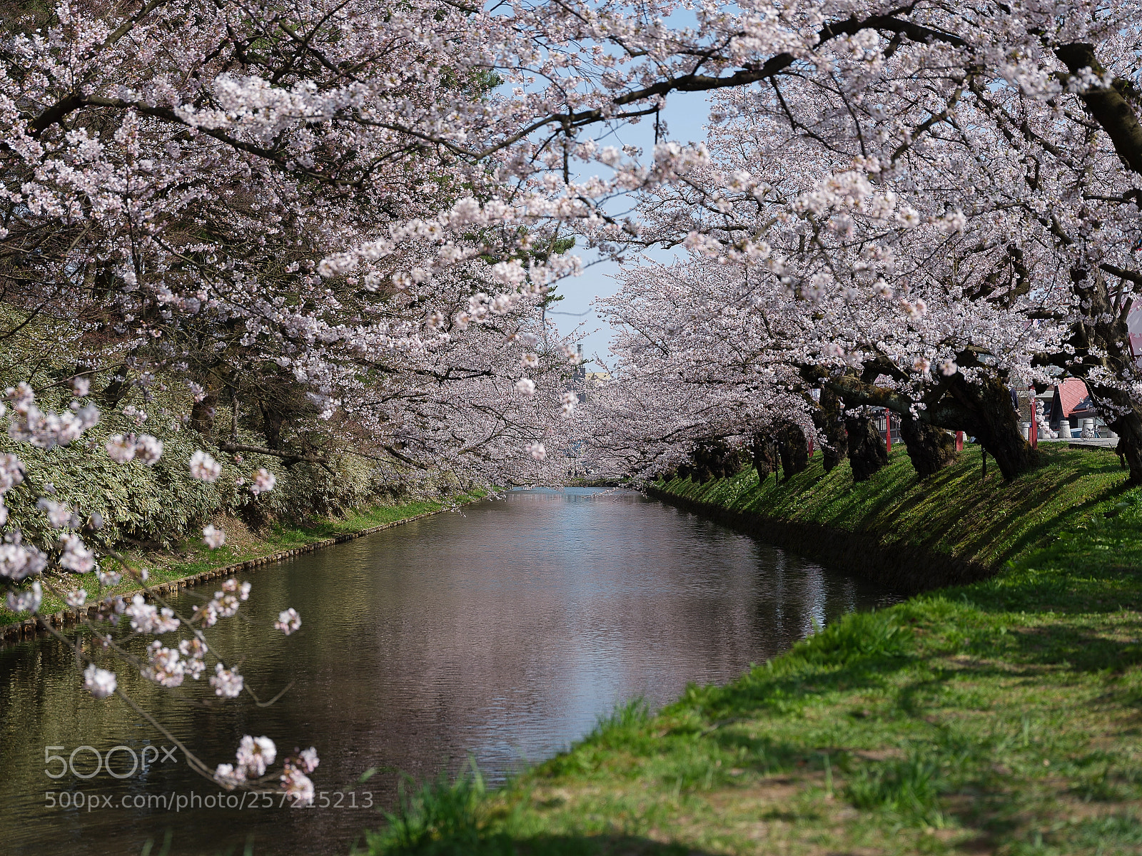 Fujifilm GFX 50S sample photo. Spring japan photography
