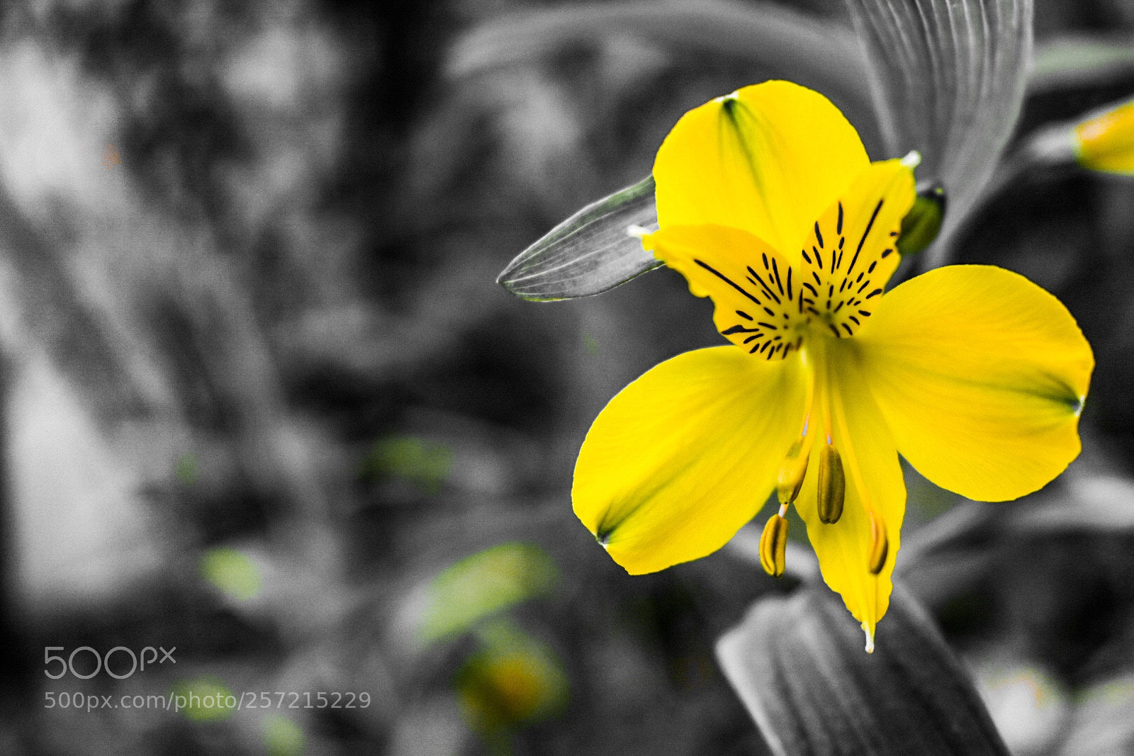Nikon D3400 sample photo. Yellow burst photography