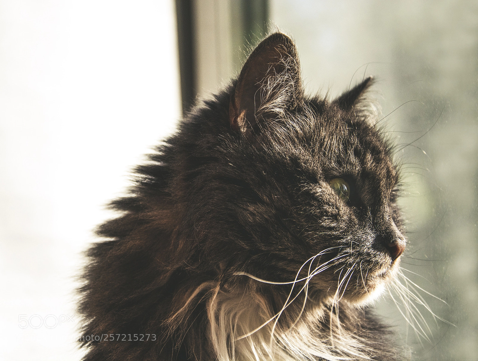 Nikon D7100 sample photo. Sonia photography