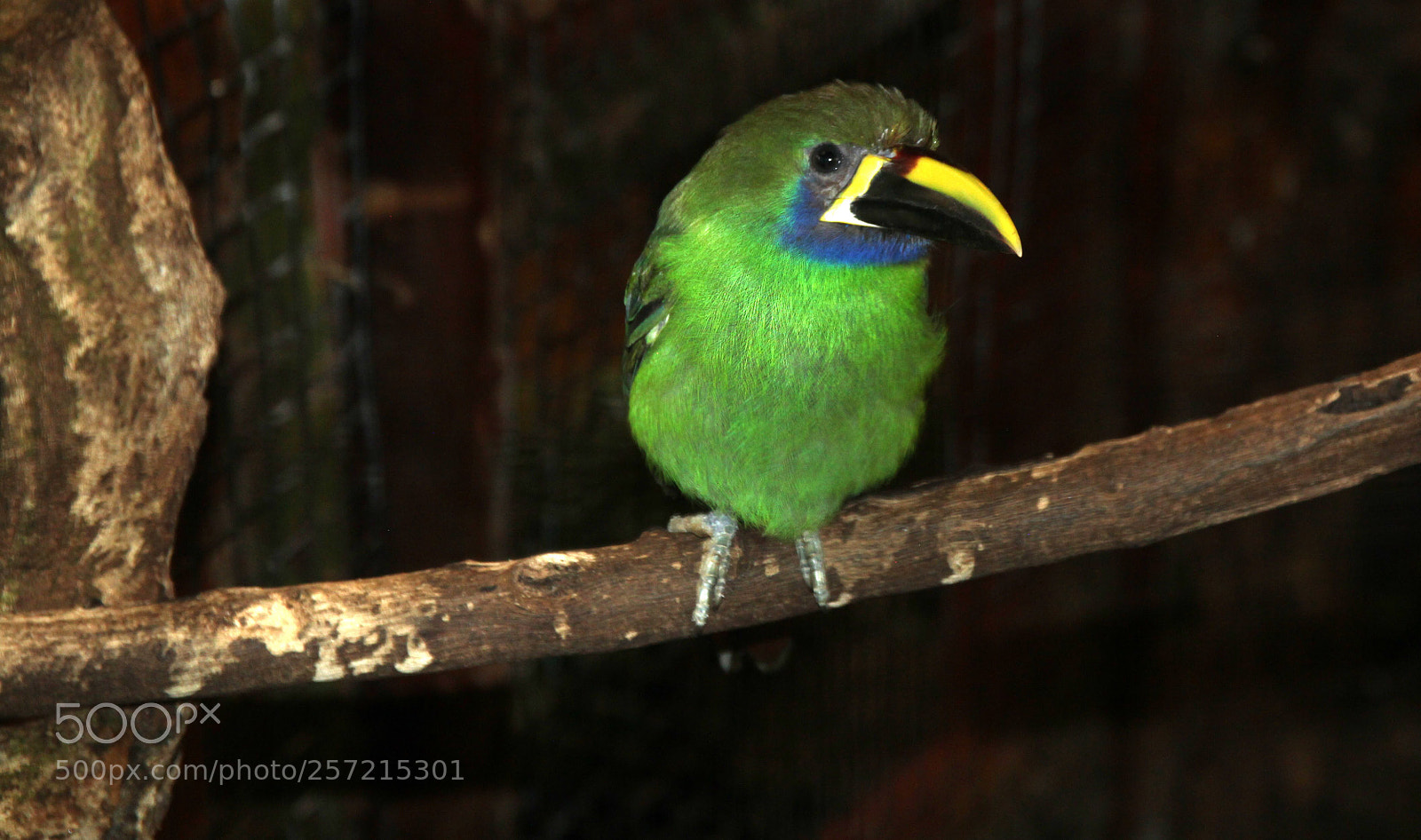 Canon EOS 600D (Rebel EOS T3i / EOS Kiss X5) sample photo. Exotic bird photography