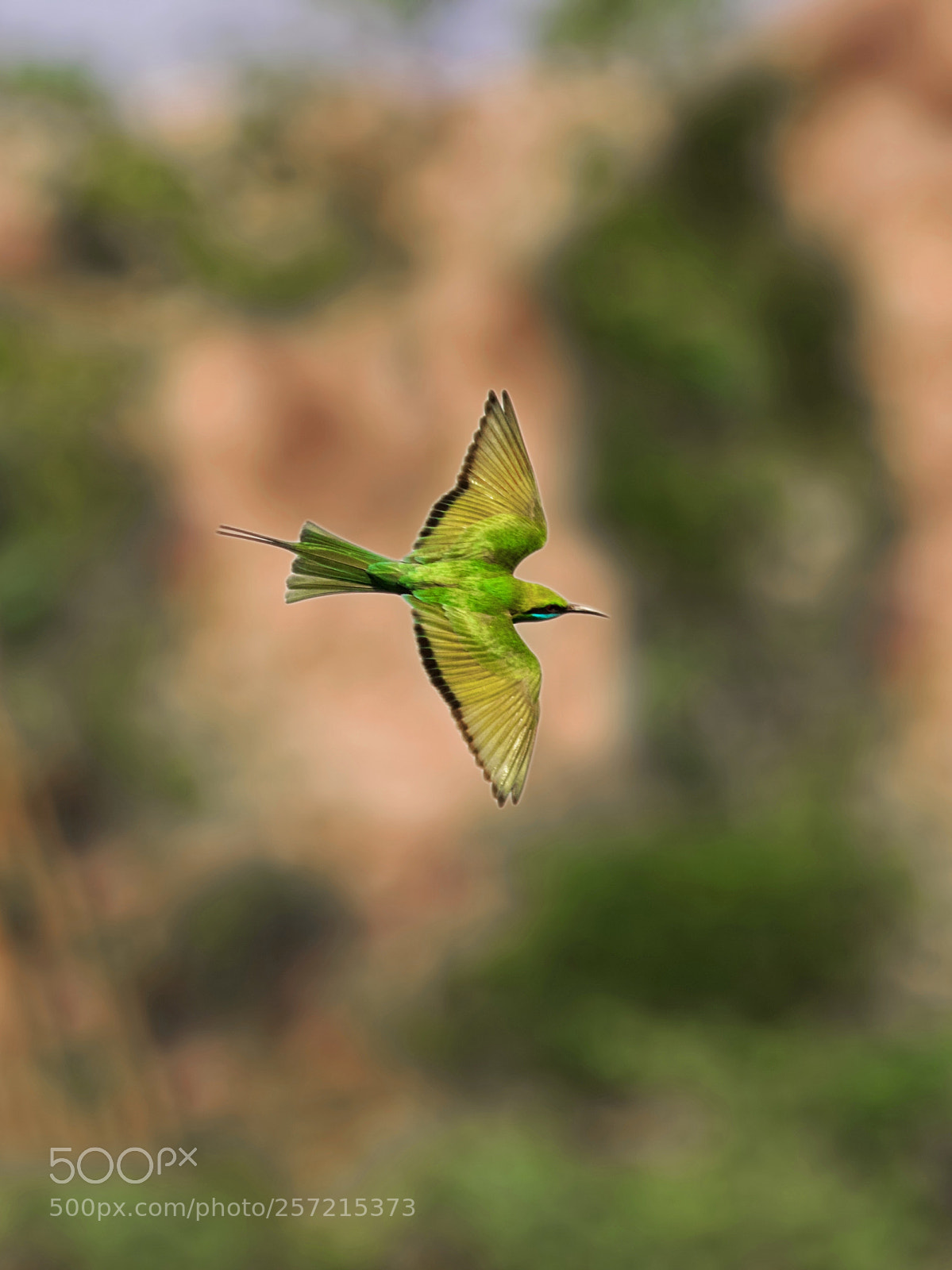 Canon EOS 7D Mark II sample photo. Green bee eater photography