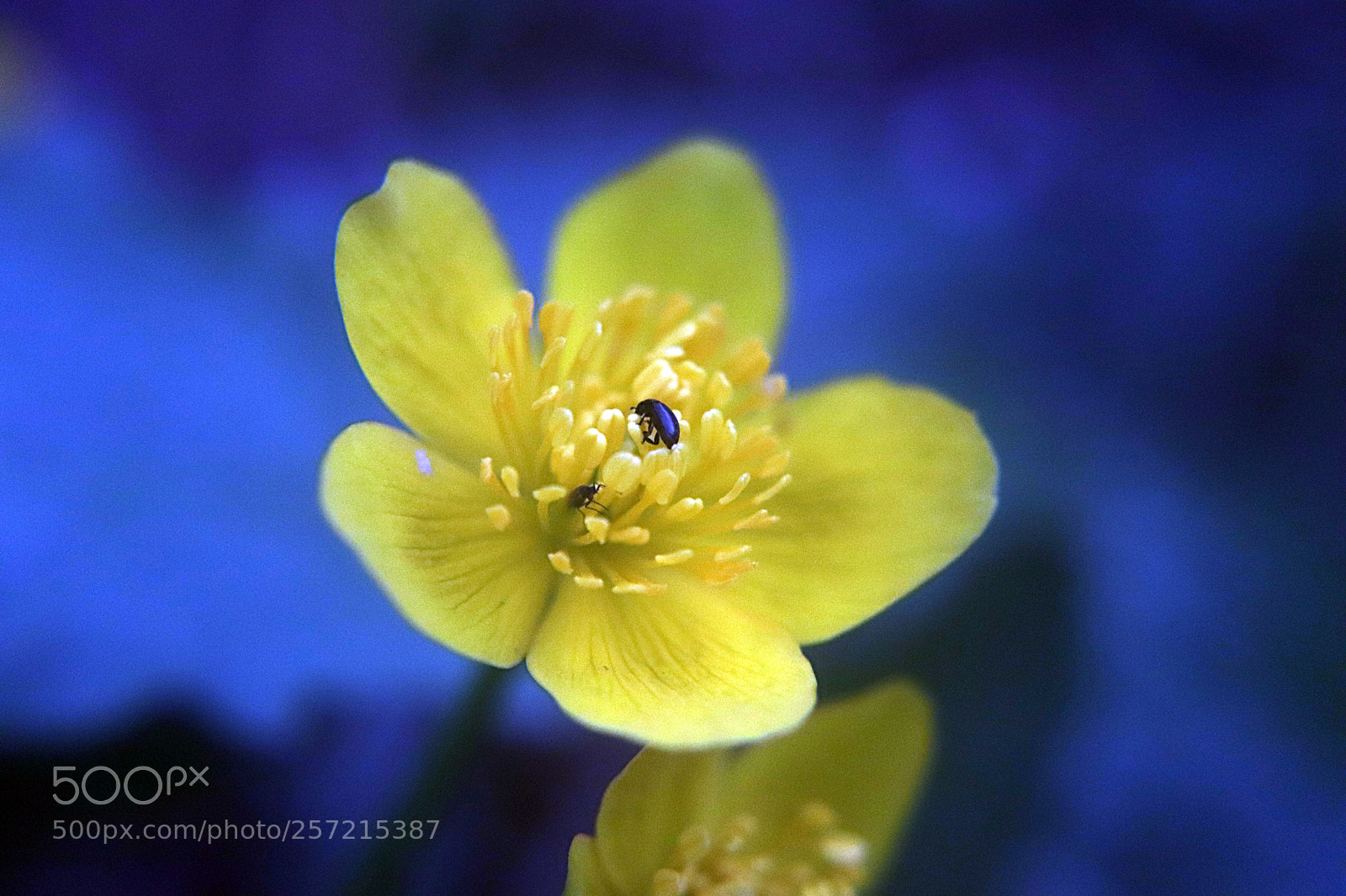 Canon EOS 77D (EOS 9000D / EOS 770D) sample photo. Bug photography