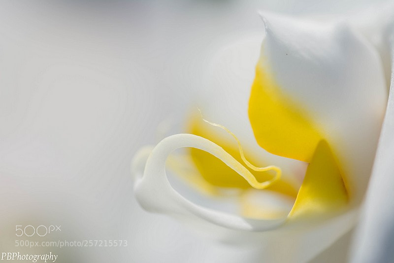 Nikon D7100 sample photo. Orchid photography