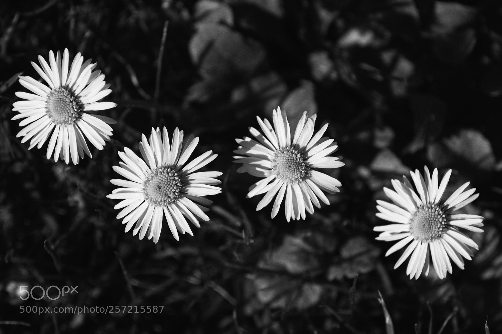 Pentax K-30 sample photo. Four in a row ... photography