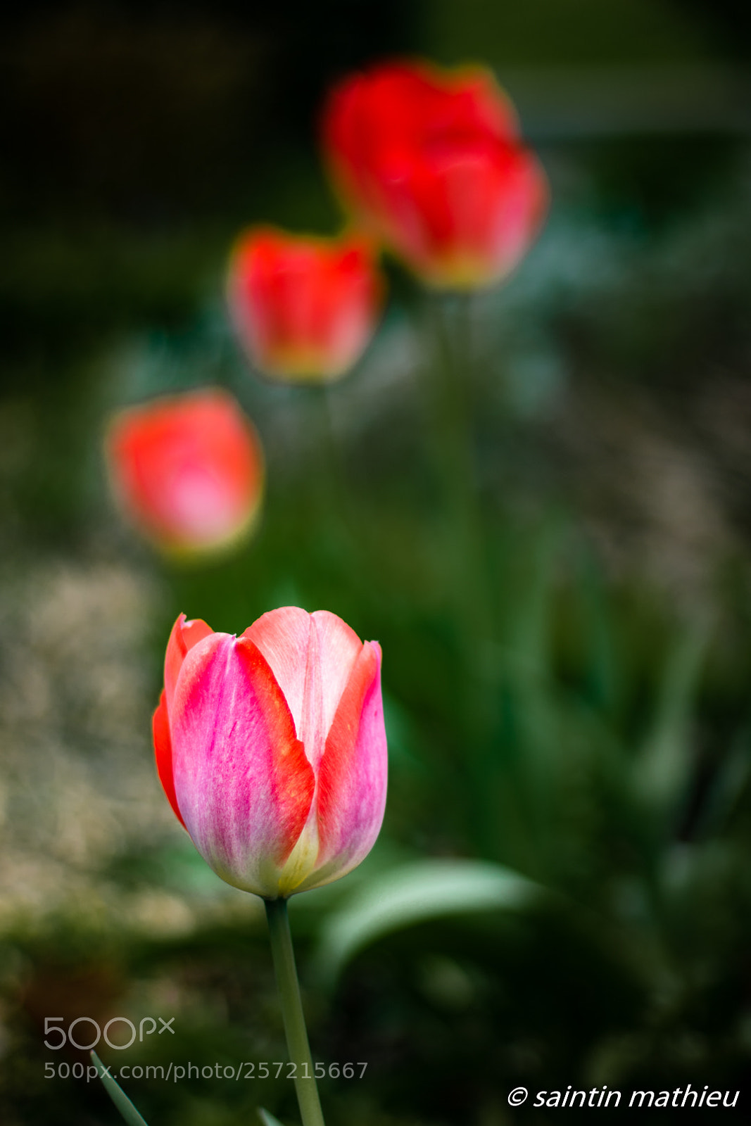 Canon EOS 7D Mark II sample photo. Tulipe 4 photography