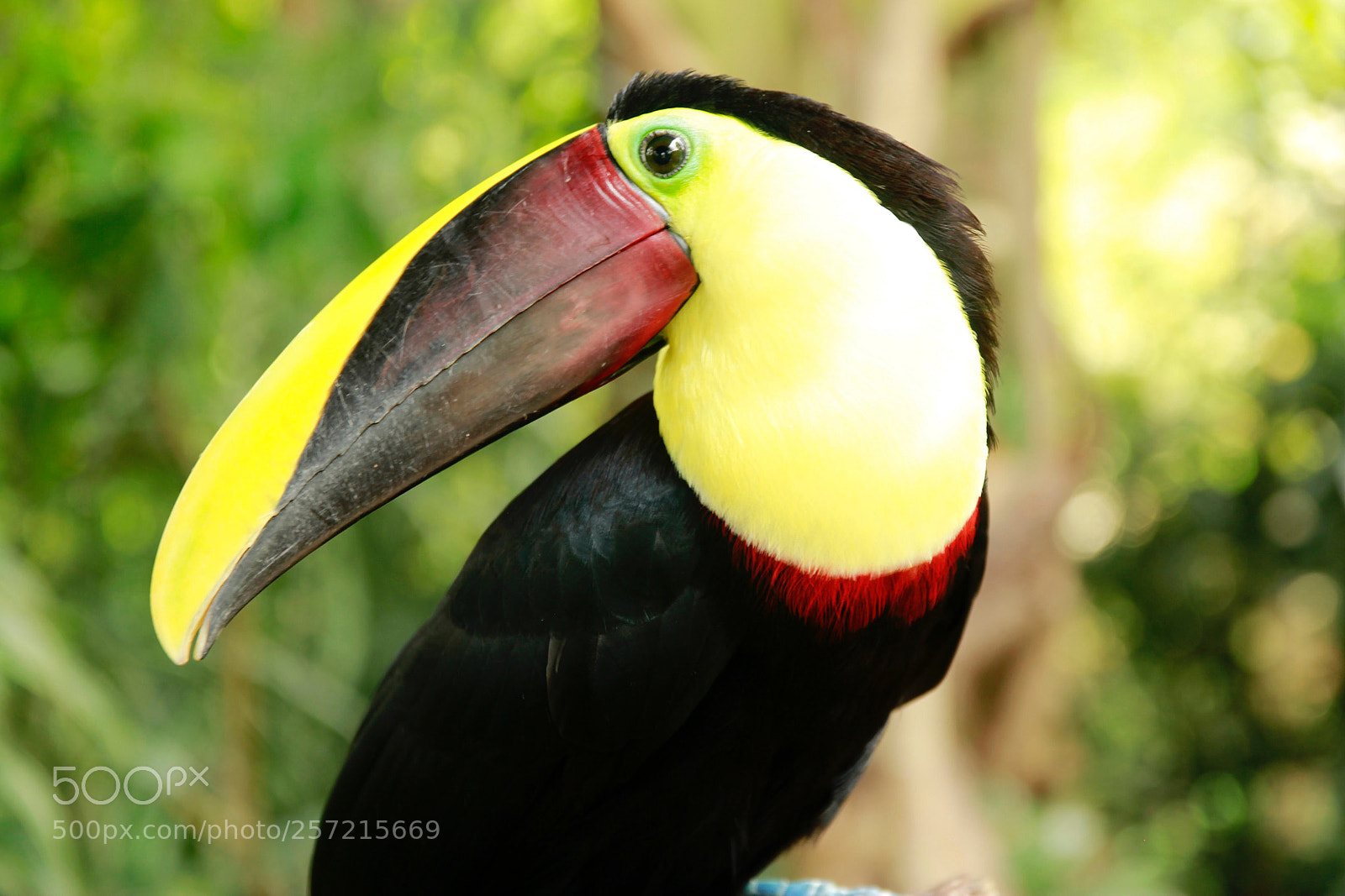 Canon EOS 600D (Rebel EOS T3i / EOS Kiss X5) sample photo. Toucan  photography
