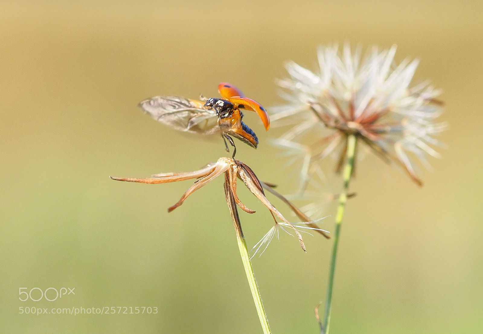 Olympus OM-D E-M1 Mark II sample photo. Ladybug photography