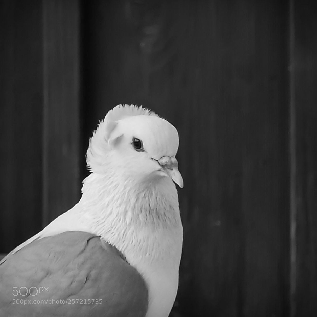 Panasonic Lumix DMC-LX100 sample photo. Dove photography