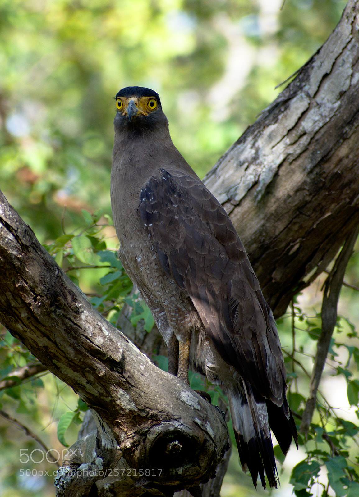 Nikon D5500 sample photo. Crested serpent eagle photography