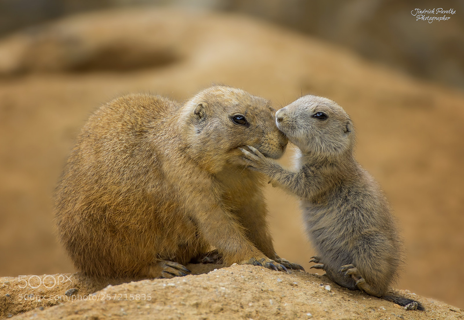Canon EOS 100D (EOS Rebel SL1 / EOS Kiss X7) sample photo. Prairie dog (cynomys ludovicianus) photography