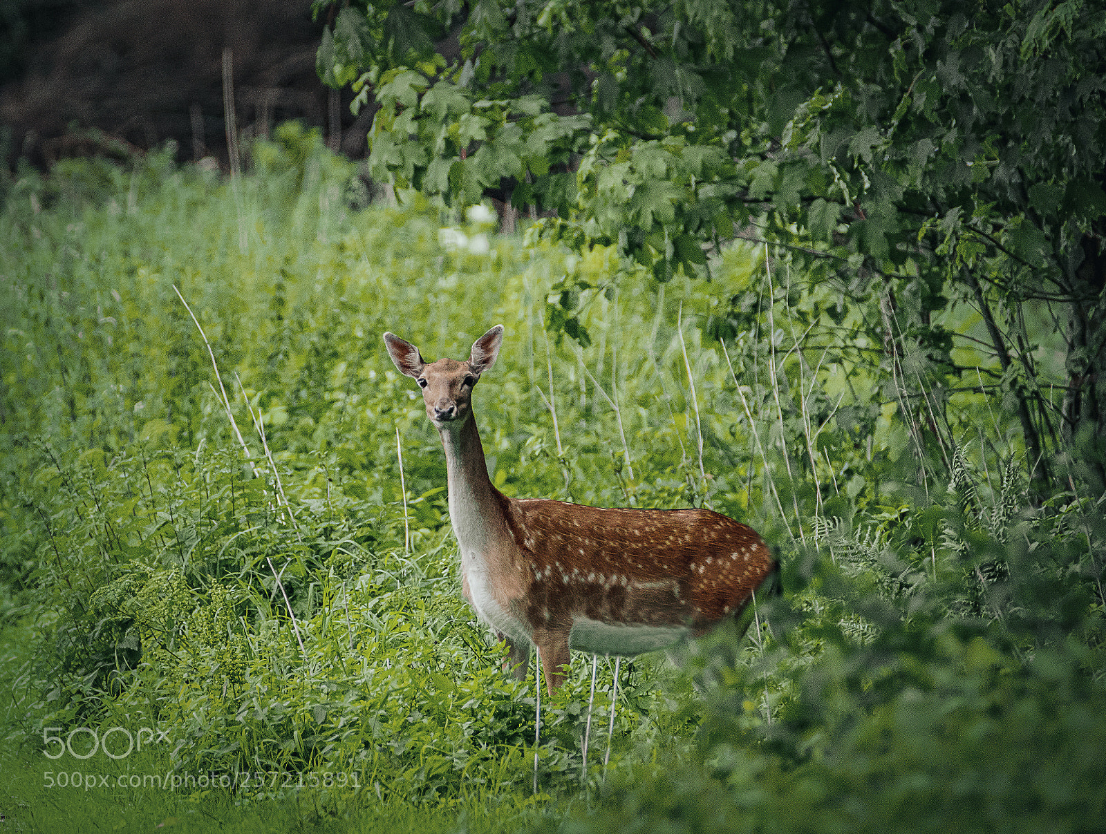 Canon EOS 7D Mark II sample photo. Fallow deer photography