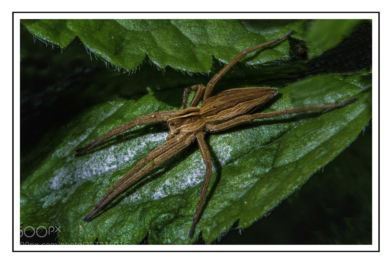 Nikon D7100 sample photo. Running crab spider photography