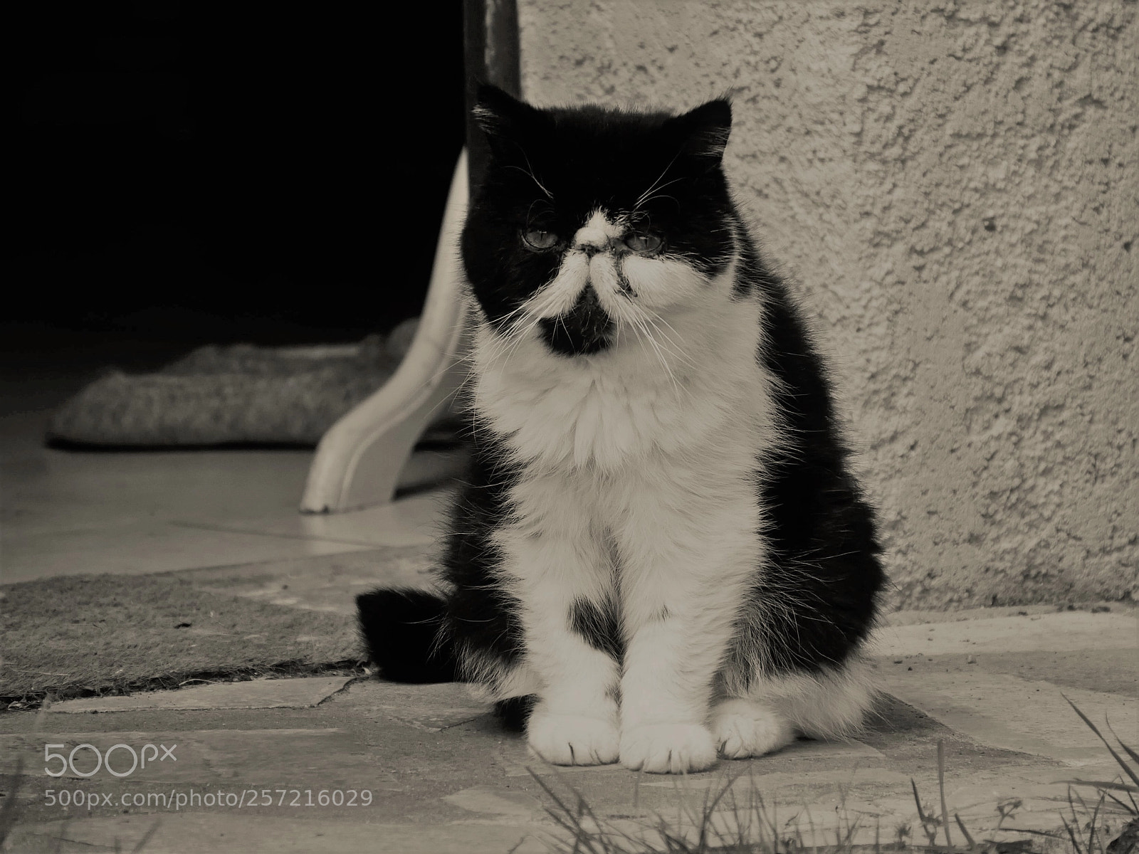 Panasonic Lumix DMC-GX85 (Lumix DMC-GX80 / Lumix DMC-GX7 Mark II) sample photo. The guardian of the photography
