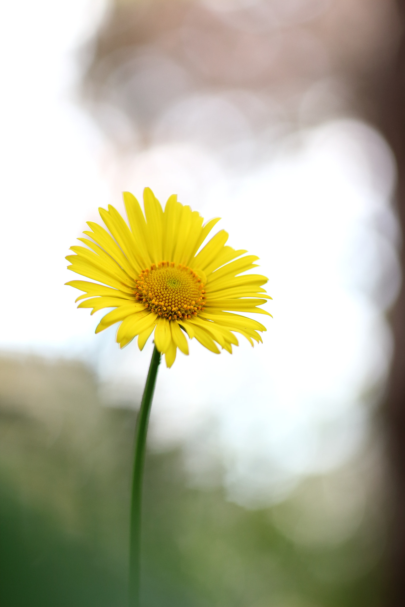 Sigma 50mm f/1.4 EX DG HSM + 1.4x sample photo. Flower photography