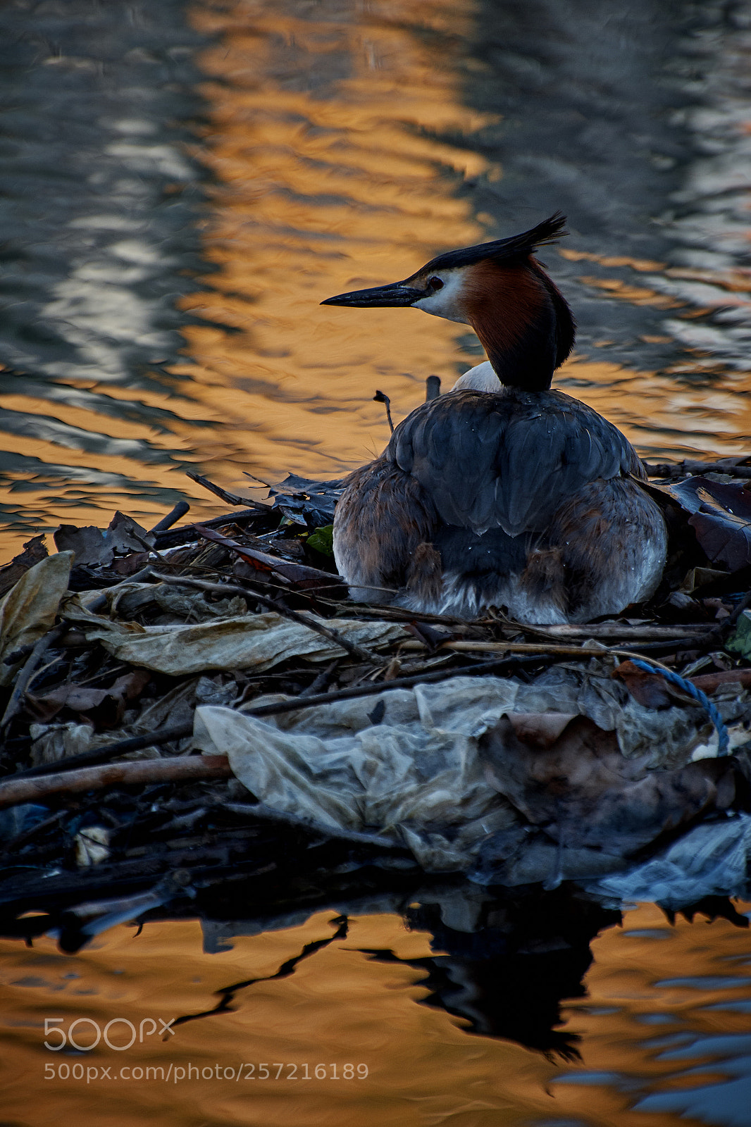 Nikon D7200 sample photo. Nature's pollution photography