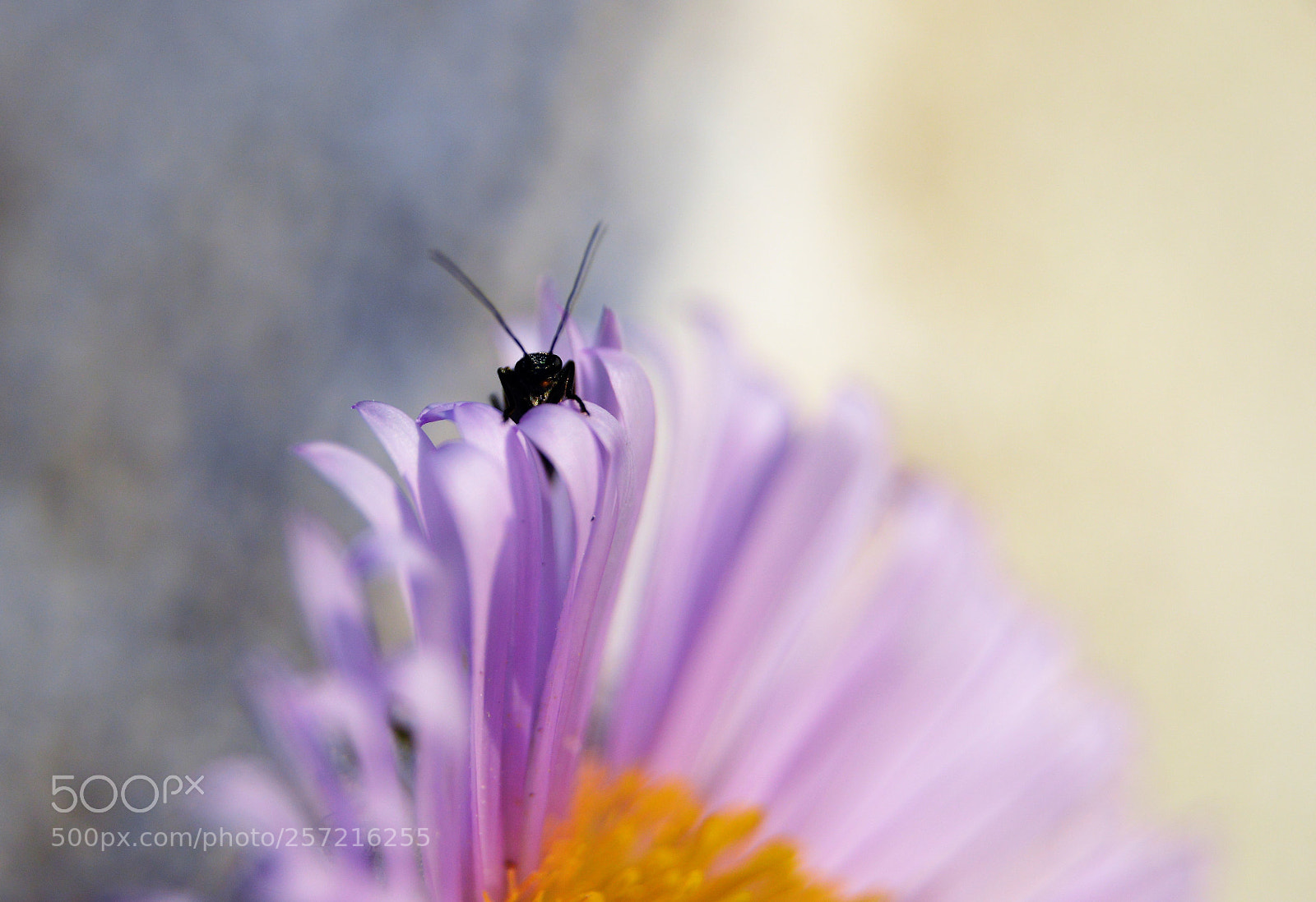 Nikon D3200 sample photo. () photography