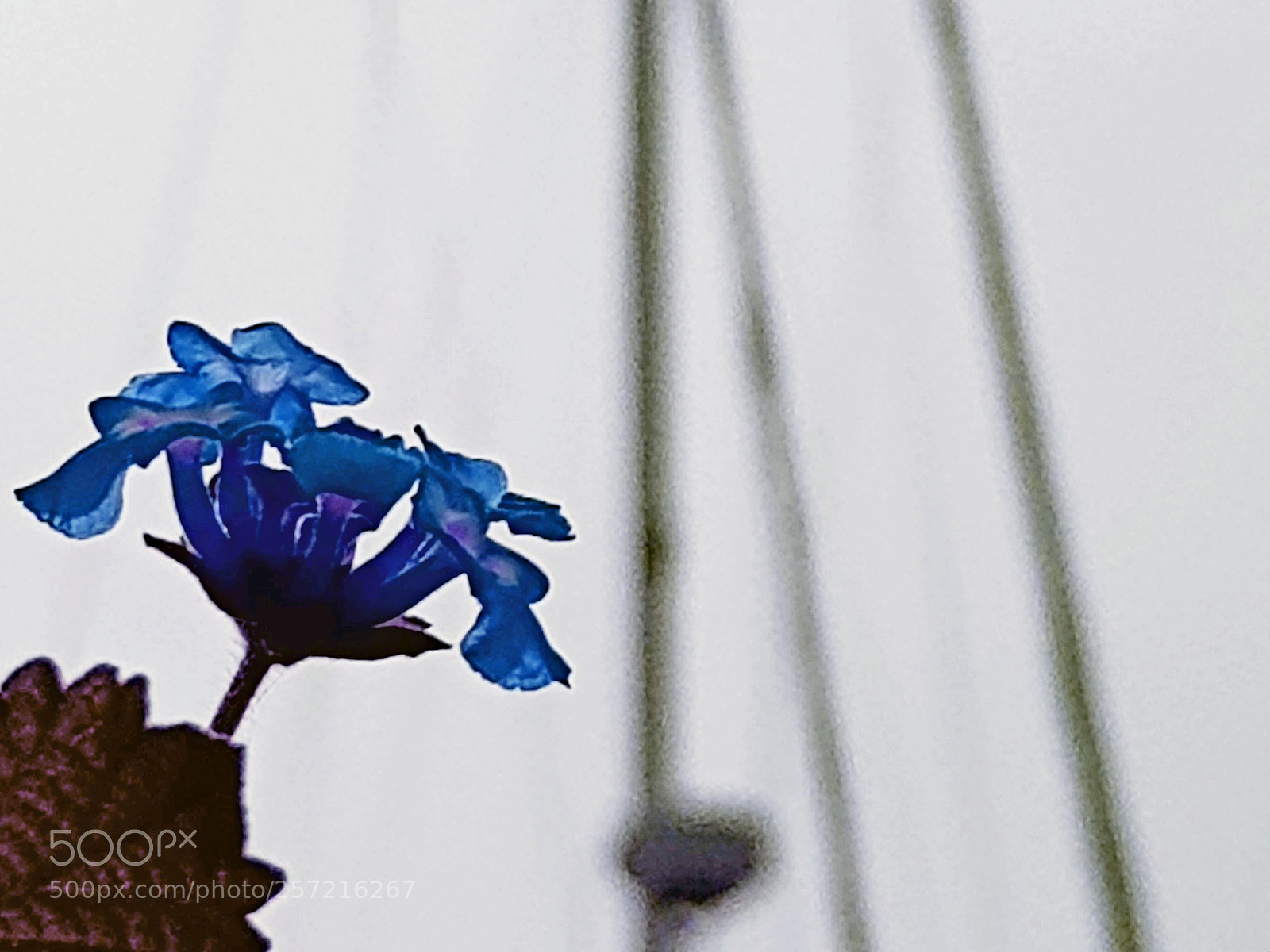 Samsung Galaxy S8 sample photo. Rogue nautical flowers photography