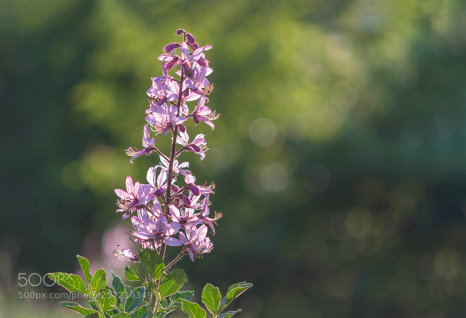 Nikon D500 sample photo. Dictamnus albus photography