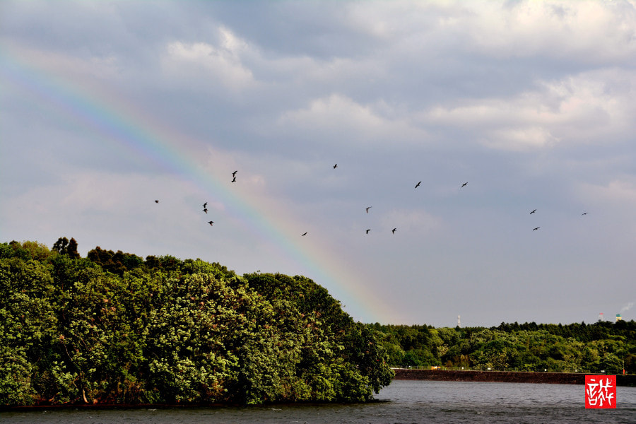 Nikon D7100 sample photo. Rainbow&birds photography