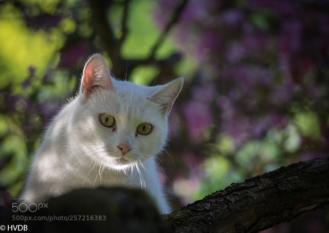 Nikon D5500 sample photo. Cat photography