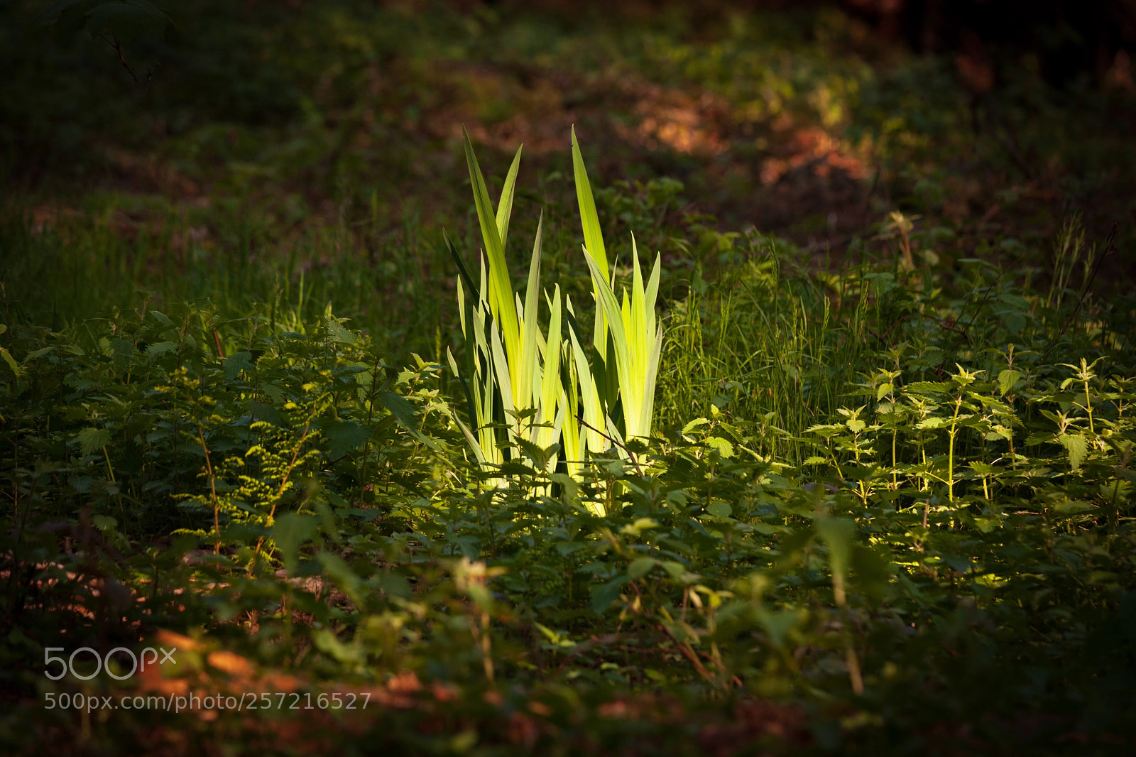 Canon EOS 5D Mark II sample photo. In the undergrowth photography