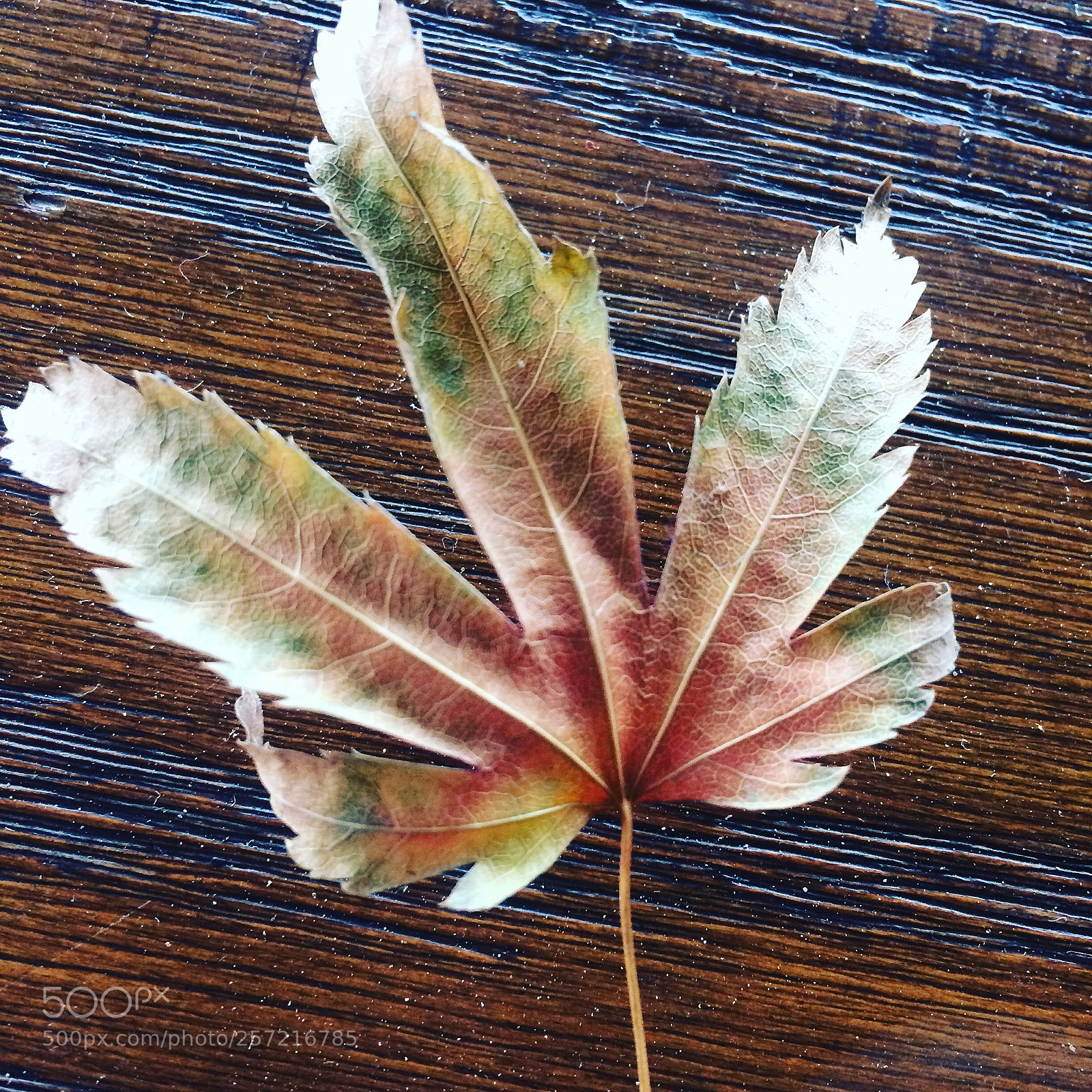 Apple iPhone 5s sample photo. Untitled photography
