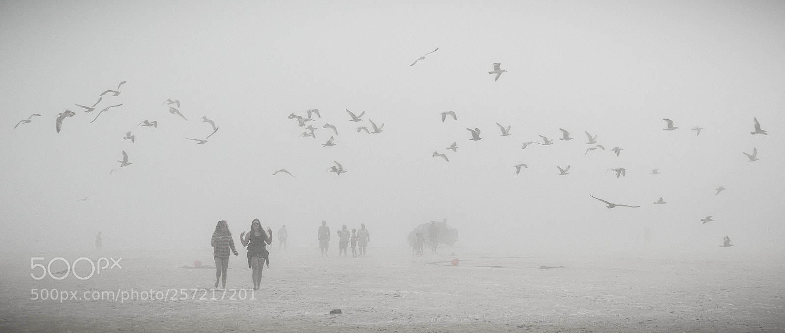 Panasonic Lumix DMC-LX100 sample photo. Seagulls on the foggy photography