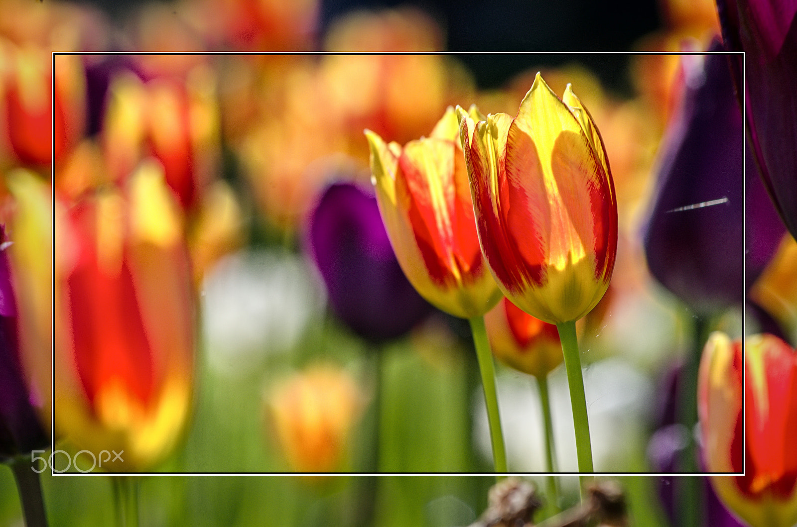 Pentax K-30 sample photo. Tulips bloom photography