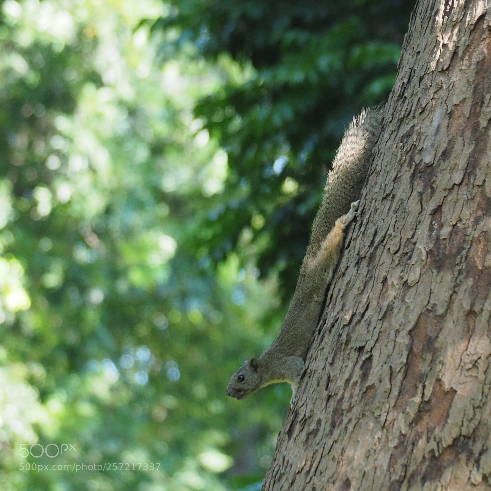 Olympus OM-D E-M5 II sample photo. Ngóng photography