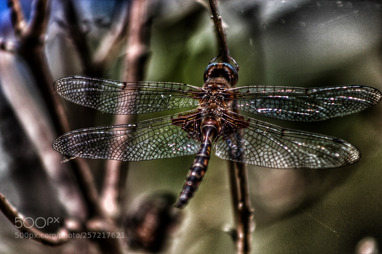 Canon EOS 550D (EOS Rebel T2i / EOS Kiss X4) sample photo. Dragonfly  photography