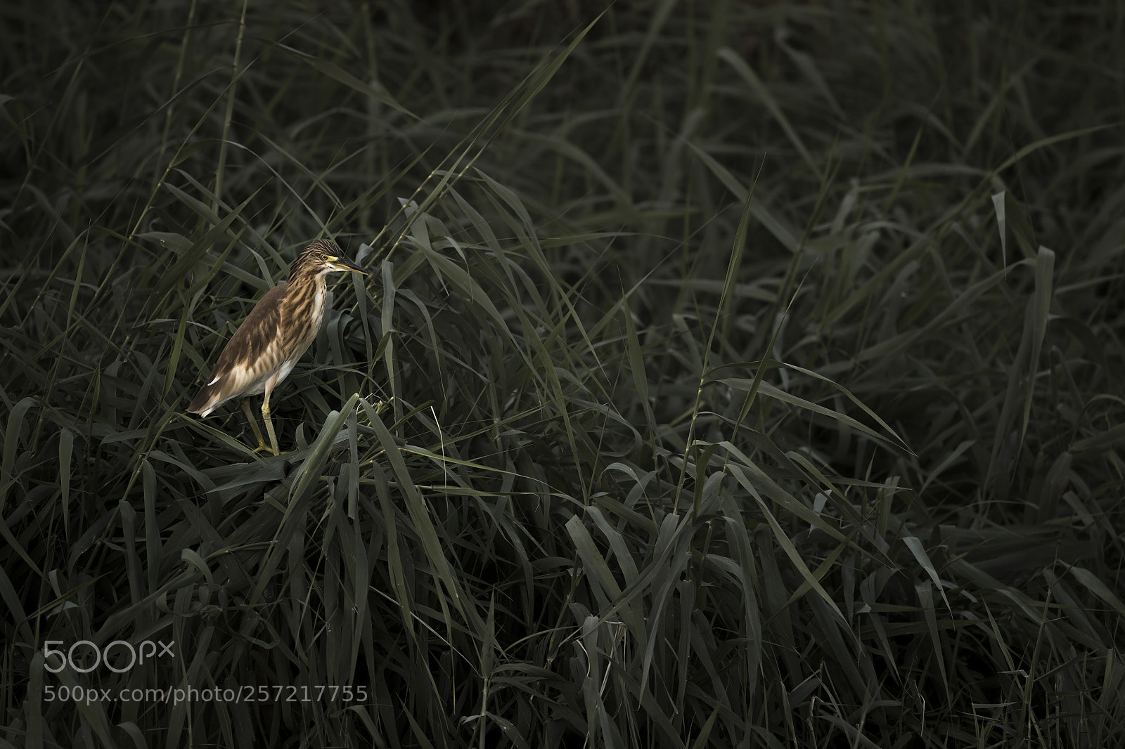 Canon EOS-1D X Mark II sample photo. Squacco heron photography