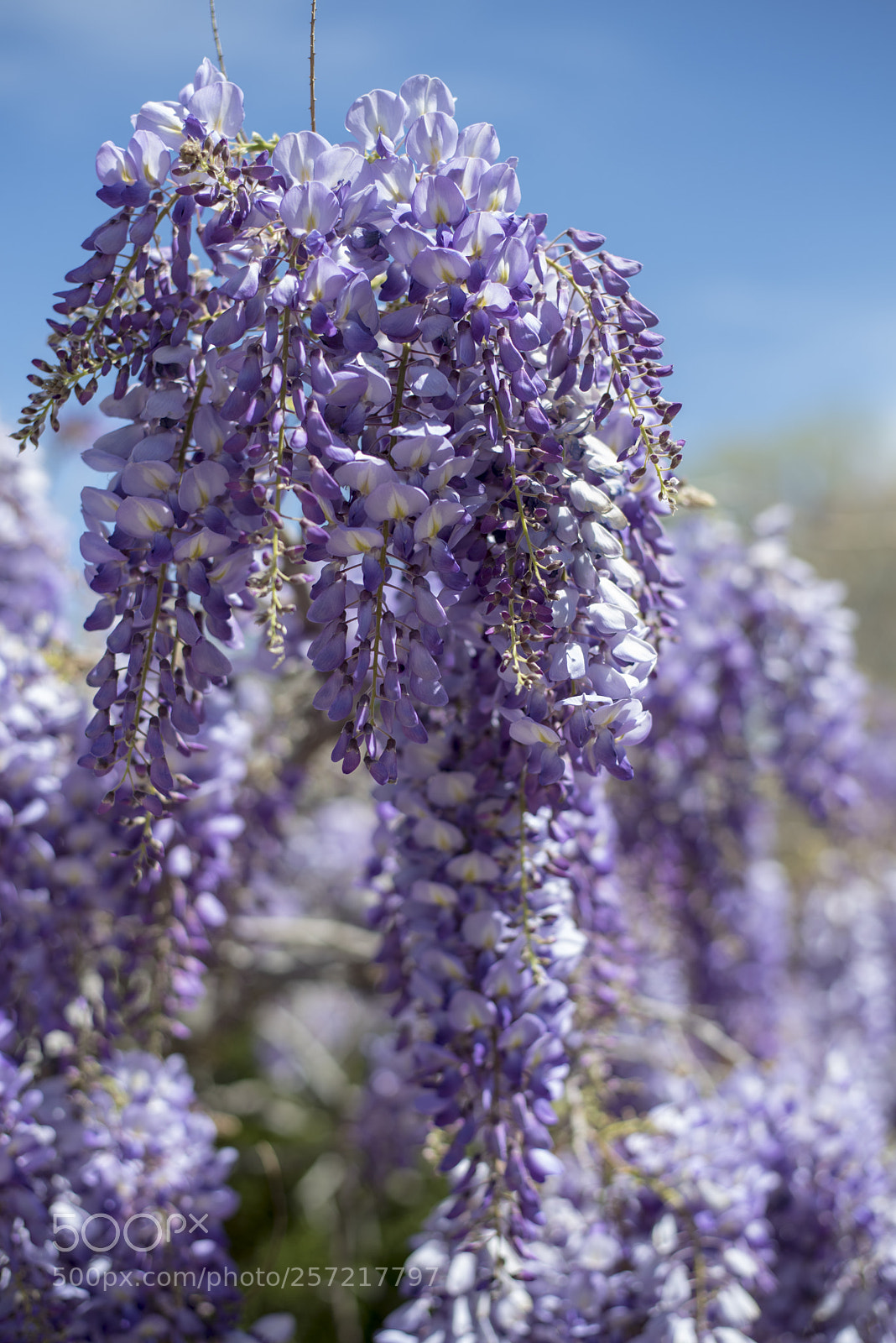 Nikon D750 sample photo. Aprilsteria photography