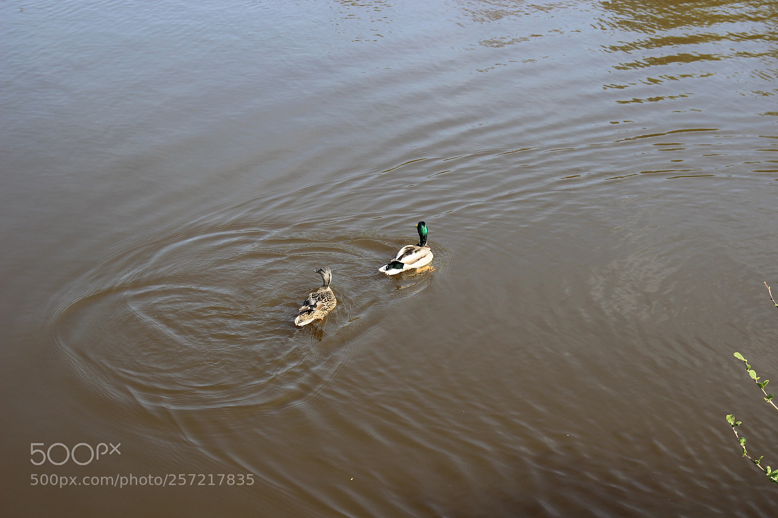 Canon EOS 600D (Rebel EOS T3i / EOS Kiss X5) sample photo. Ducks  photography