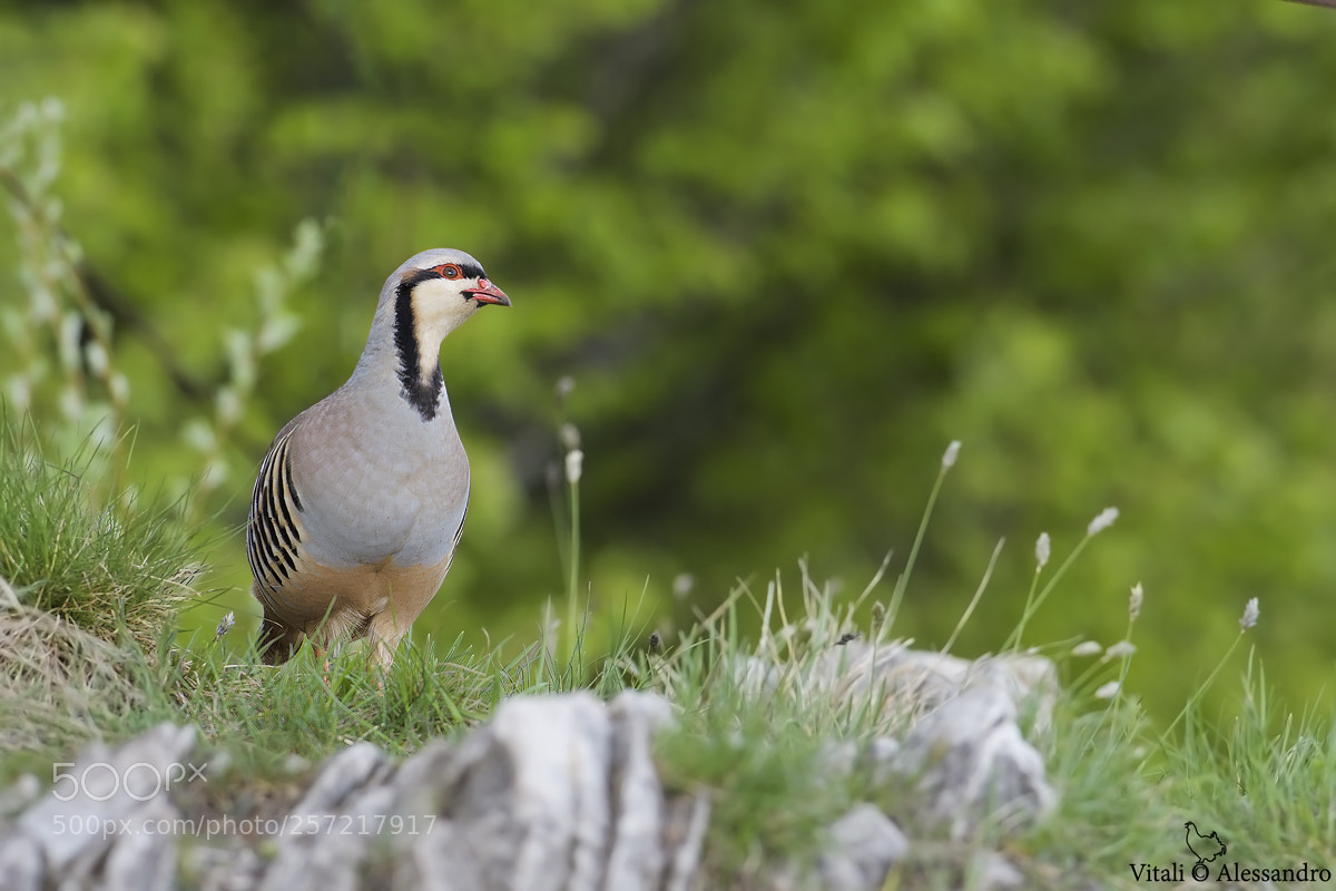 Nikon D500 sample photo. Coturnice orientale photography