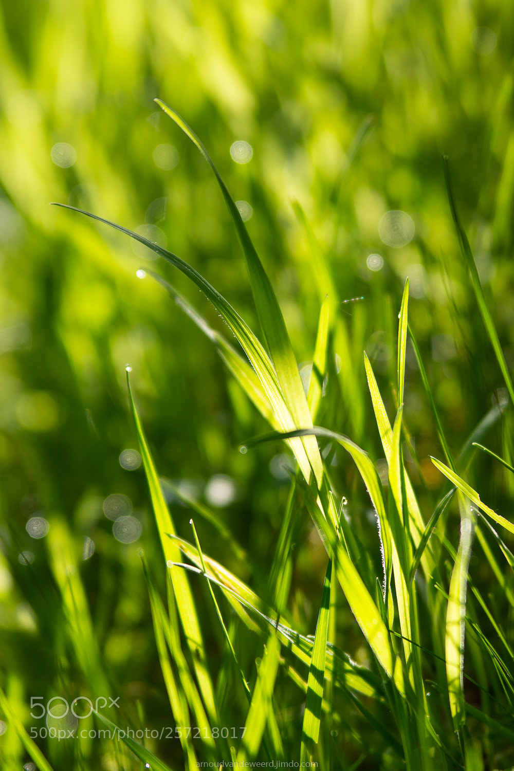 Nikon D7200 sample photo. 50 shades of green ;-) photography
