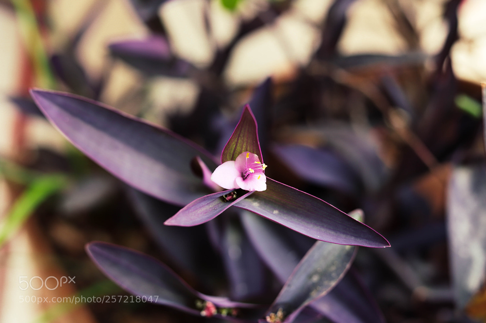 Canon EOS 6D Mark II sample photo. Pink photography